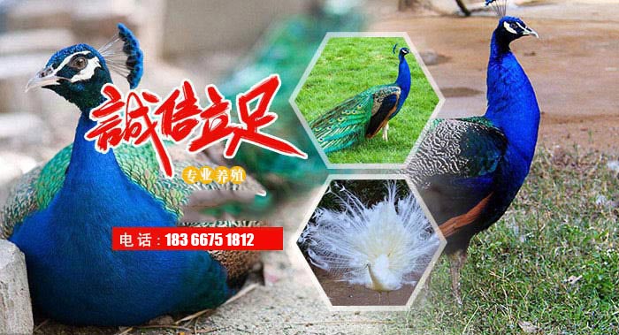 无缝钢管 无缝钢管